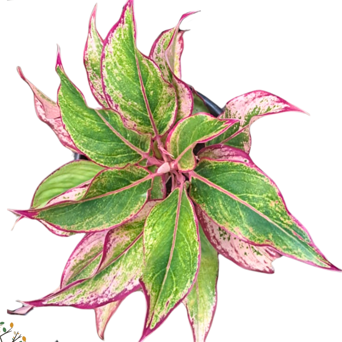 Aglaonema sp. ★ PINK AGLAONEMA