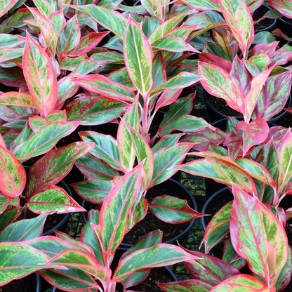 Aglaonema sp. ★ PINK AGLAONEMA