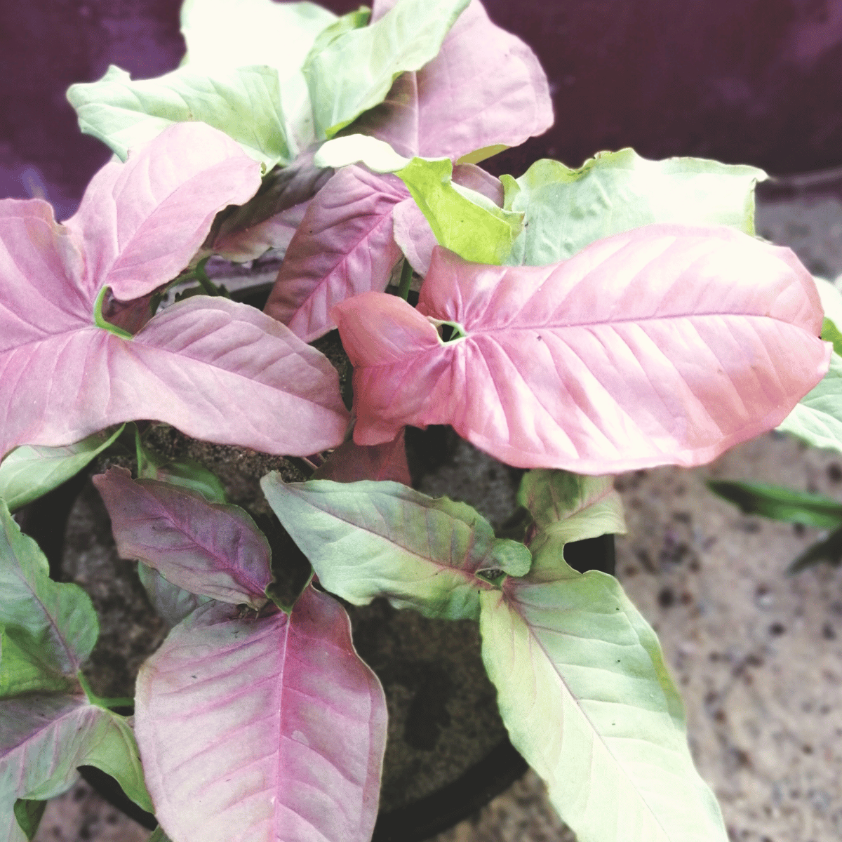 Syngonium podophyllum &