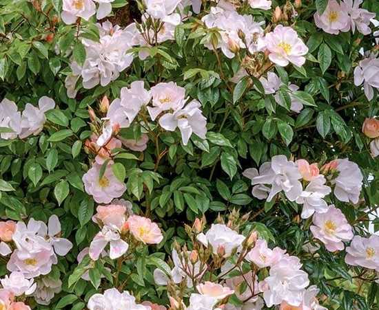 Rosa species ★ CLIMBING ROSE