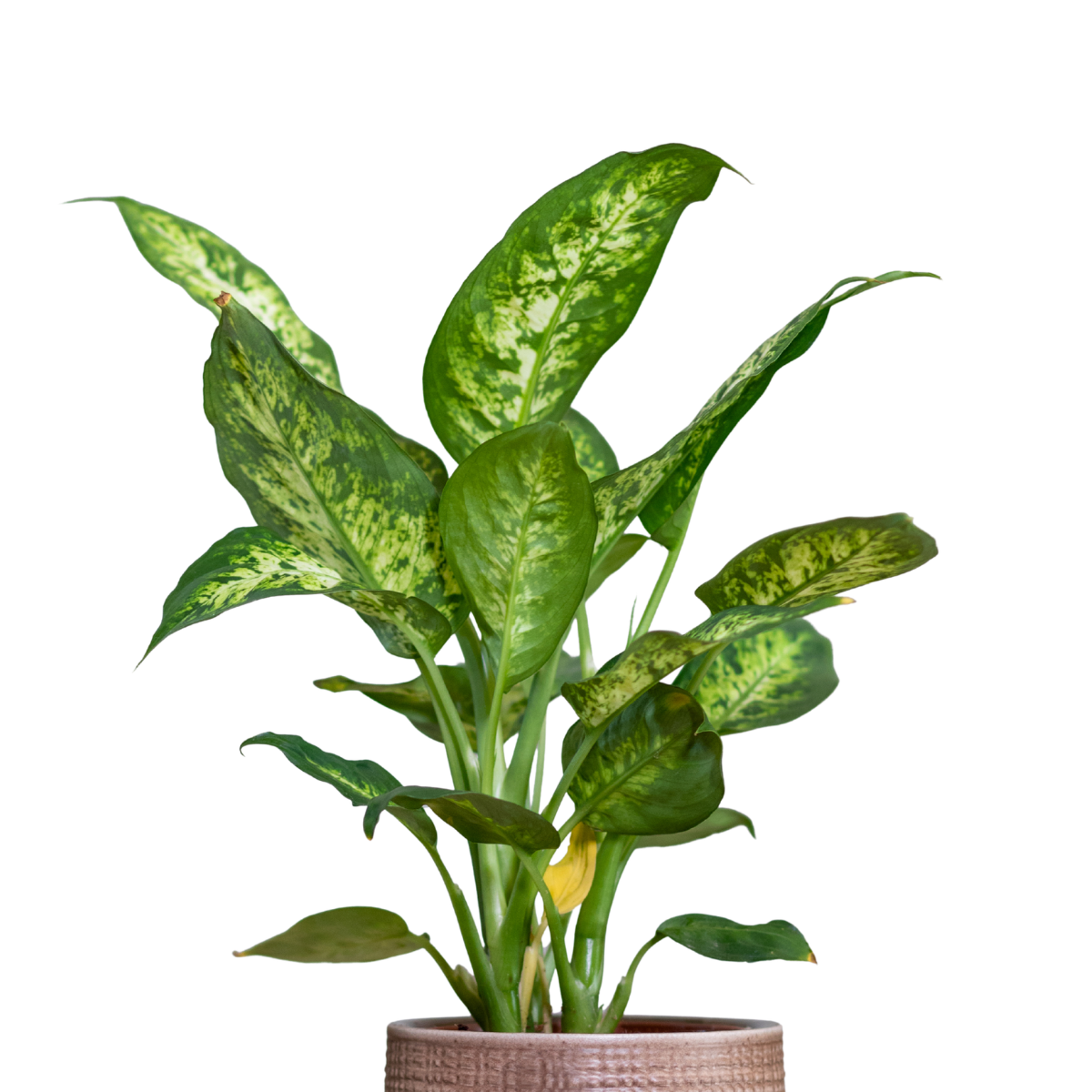 Dieffenbachia oerstedii ★ DUMB CANE