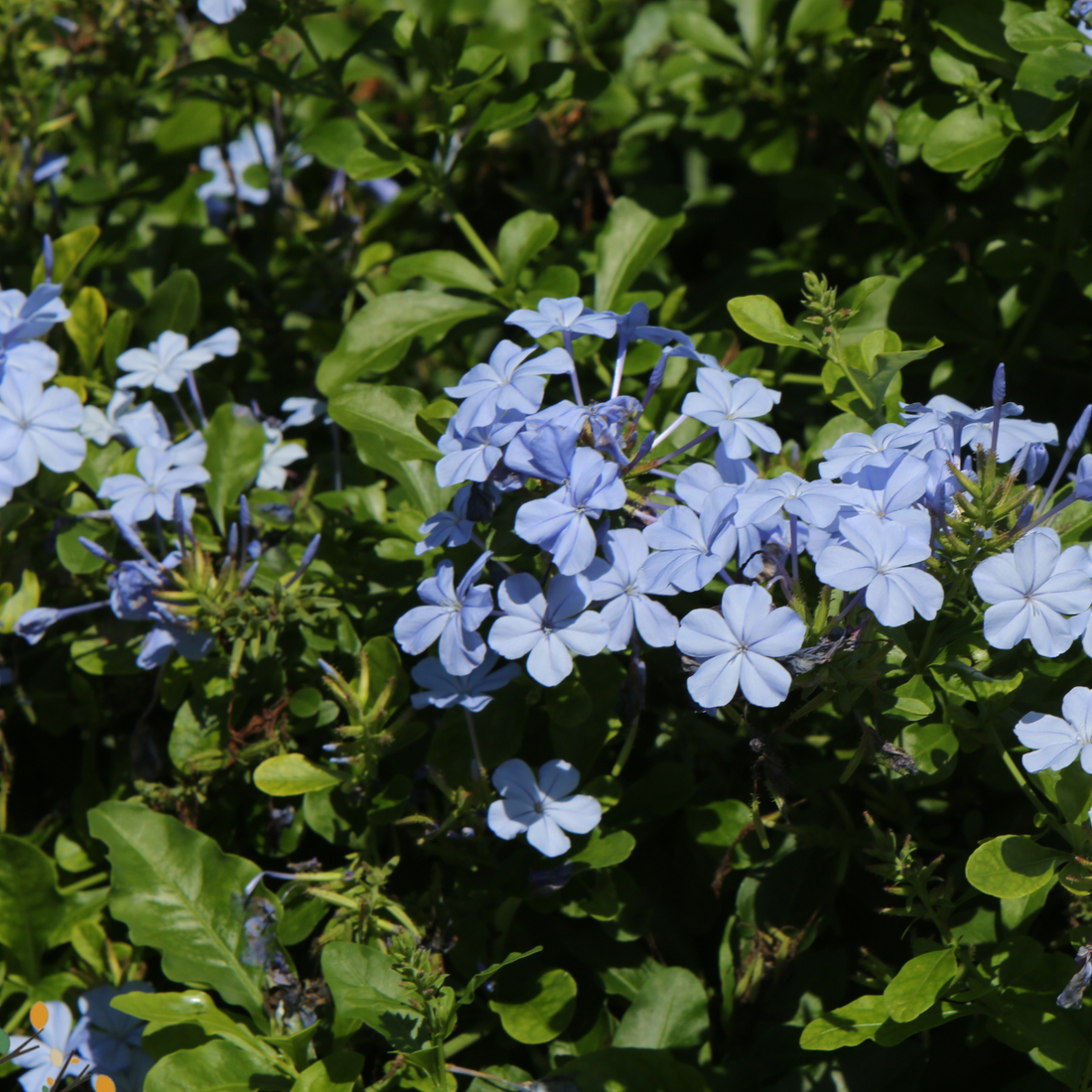 Plumbago auriculata ★ PLUMBAGO