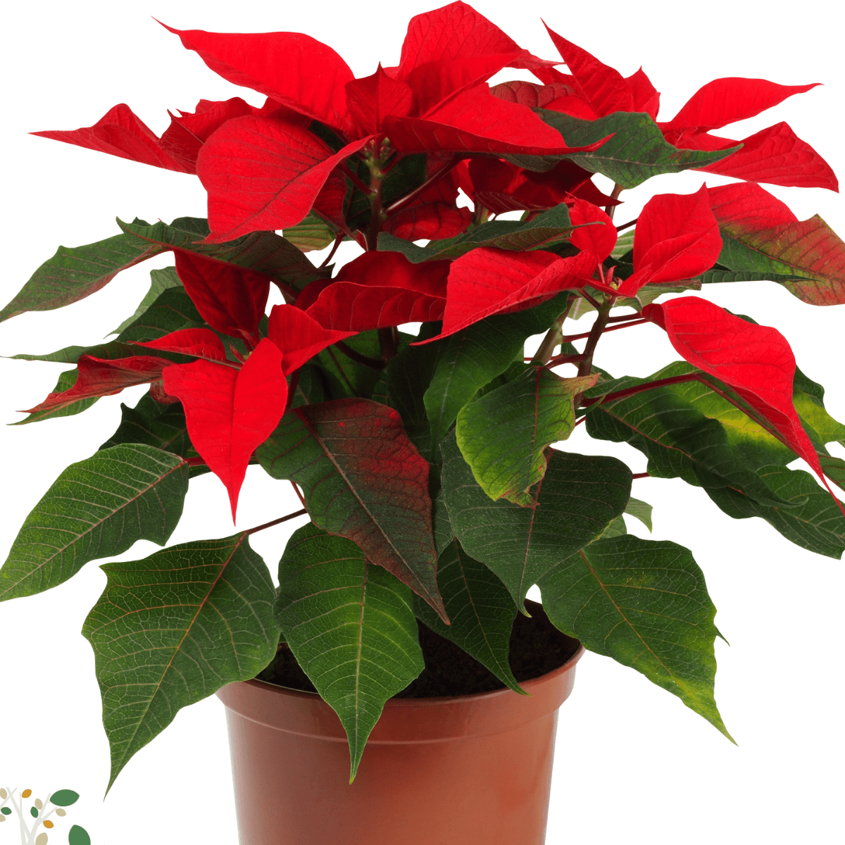 Euphorbia pulcherrima ★ POINSETTIA