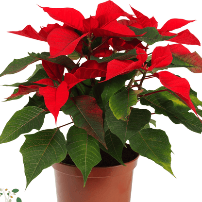 Euphorbia pulcherrima ★ POINSETTIA