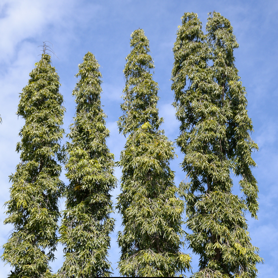 Polyalthia longifolia ★ FALSE ASHOKA