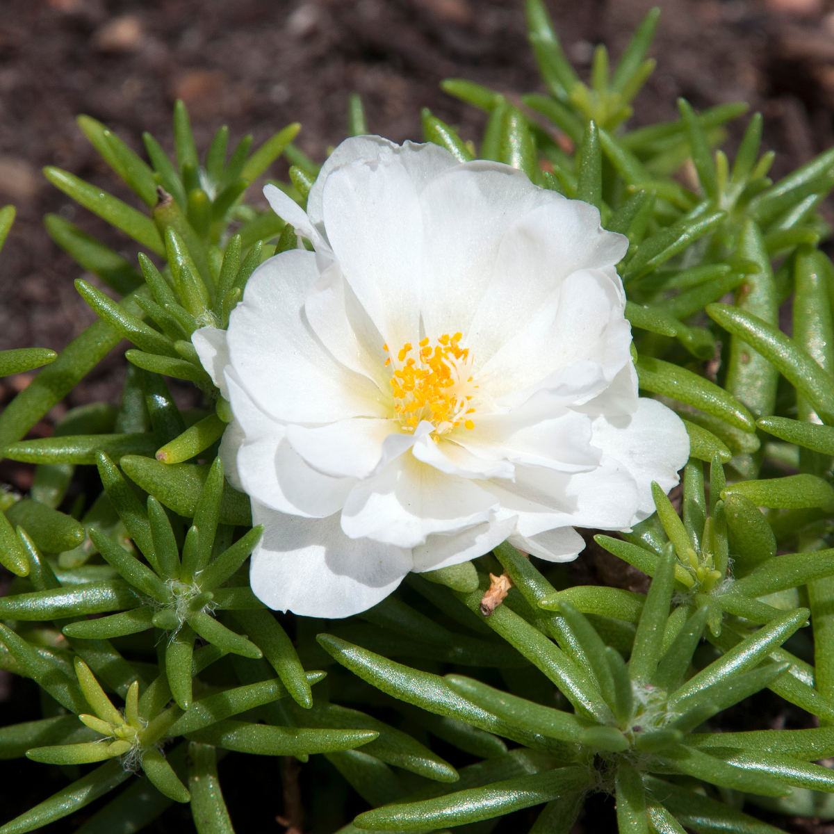 Portulaca grandiflora ★ ROCK ROSE