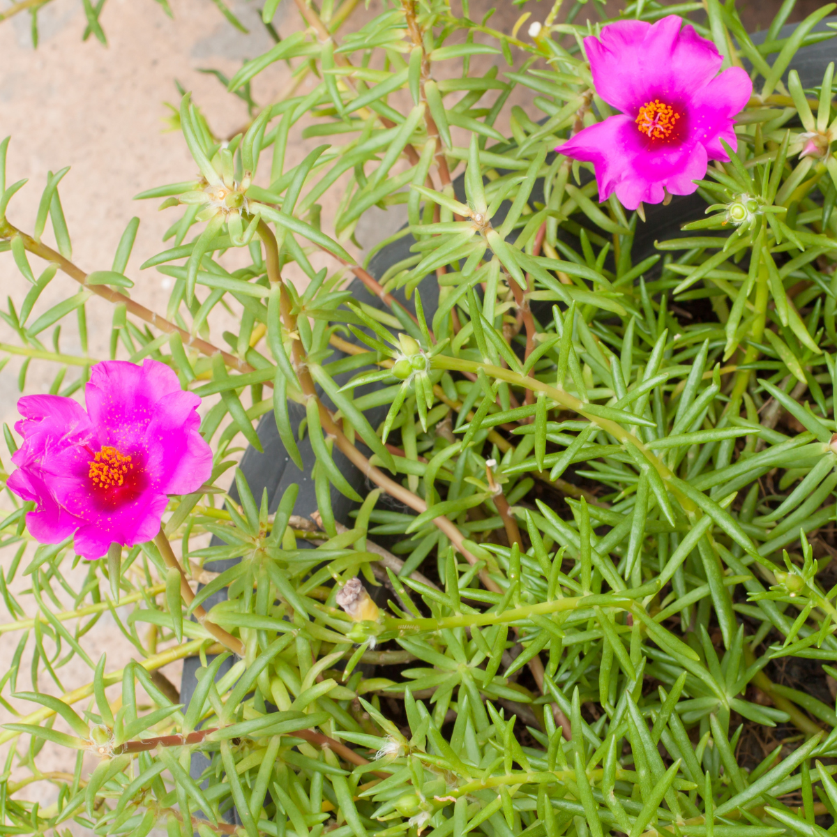 Portulaca pilosa ★ PINK PURSLANE