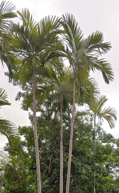 Seaforthia elegans ★ SEAFORTHIA PALM
