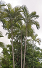 Seaforthia elegans ★ SEAFORTHIA PALM