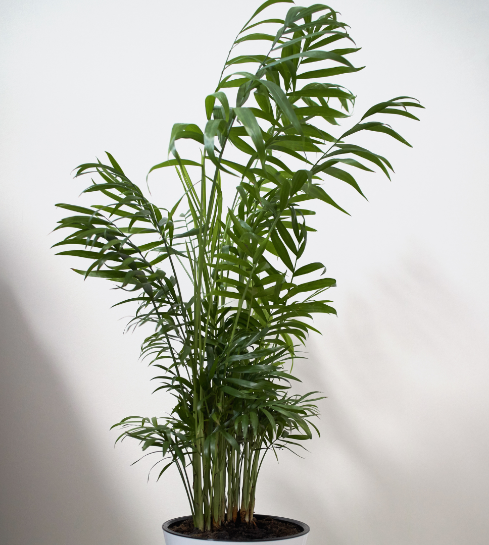 Seaforthia elegans ★ SEAFORTHIA PALM