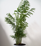 Seaforthia elegans ★ SEAFORTHIA PALM