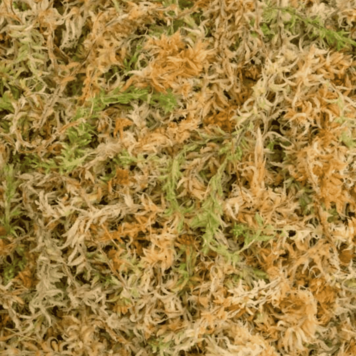 Sphagnum Moss ★ PURE SPHAGNUM MOSS