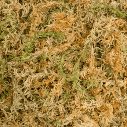 Sphagnum Moss ★ PURE SPHAGNUM MOSS