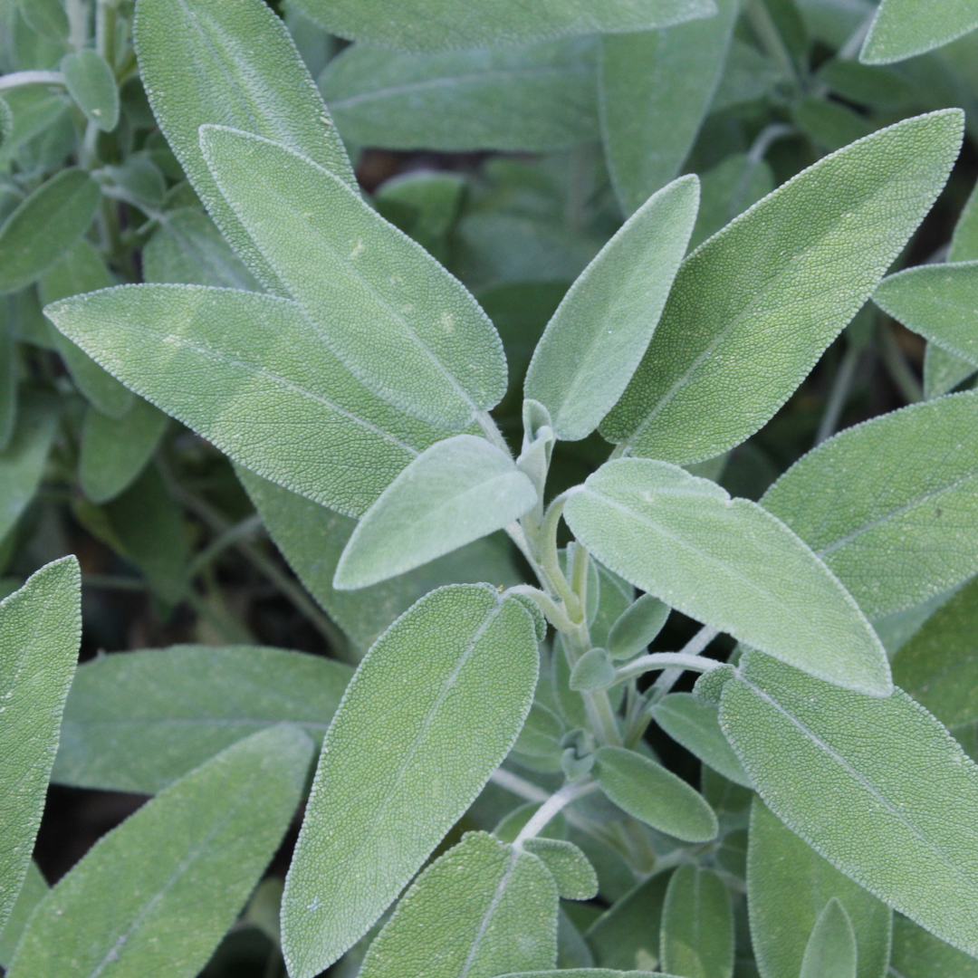 Salvia sp. ★ Sage