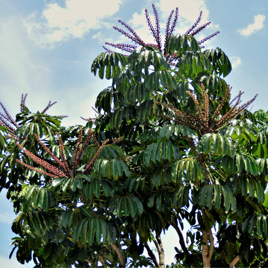 Schefflera actinophylla ★ UMBRELLA TREE