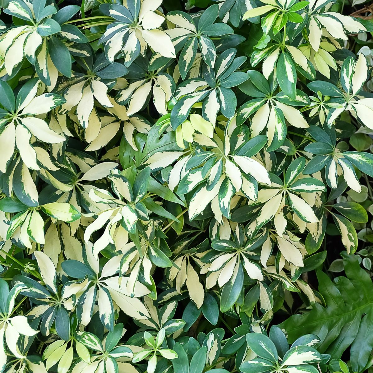 Schefflera arboricola &