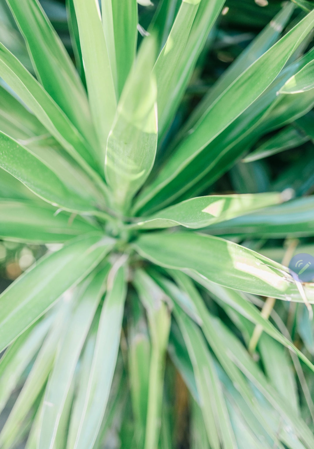 Yucca spp  ★ YUCCA