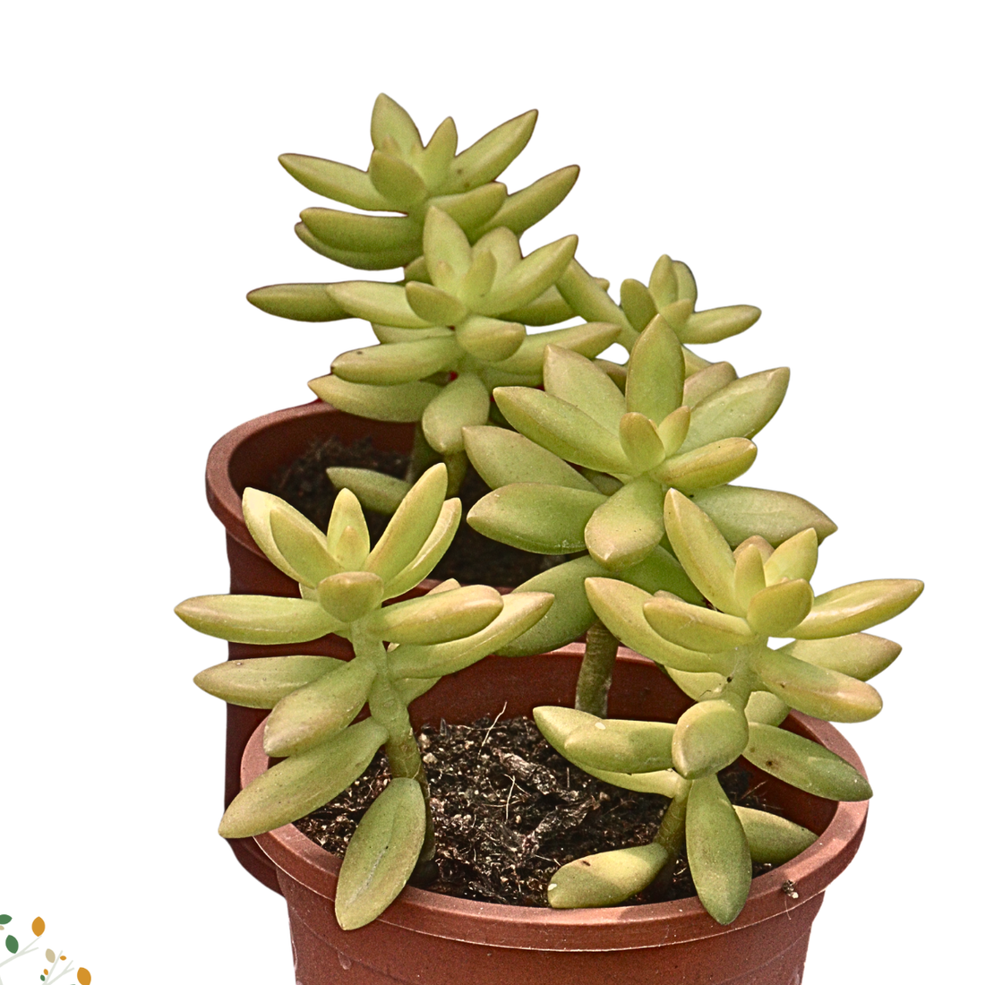 Sedum adolphi ★ GOLDEN SEDUM