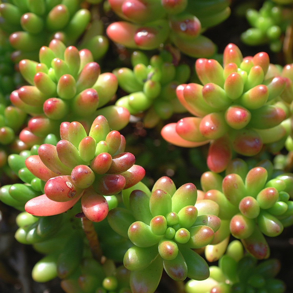 Sedum rubrotinctum ★ JELLYBEAN SUCCULENT