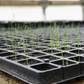 Plastic seedling tray