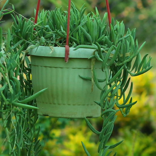 Senecio radicans ★ STRING OF HOOKS