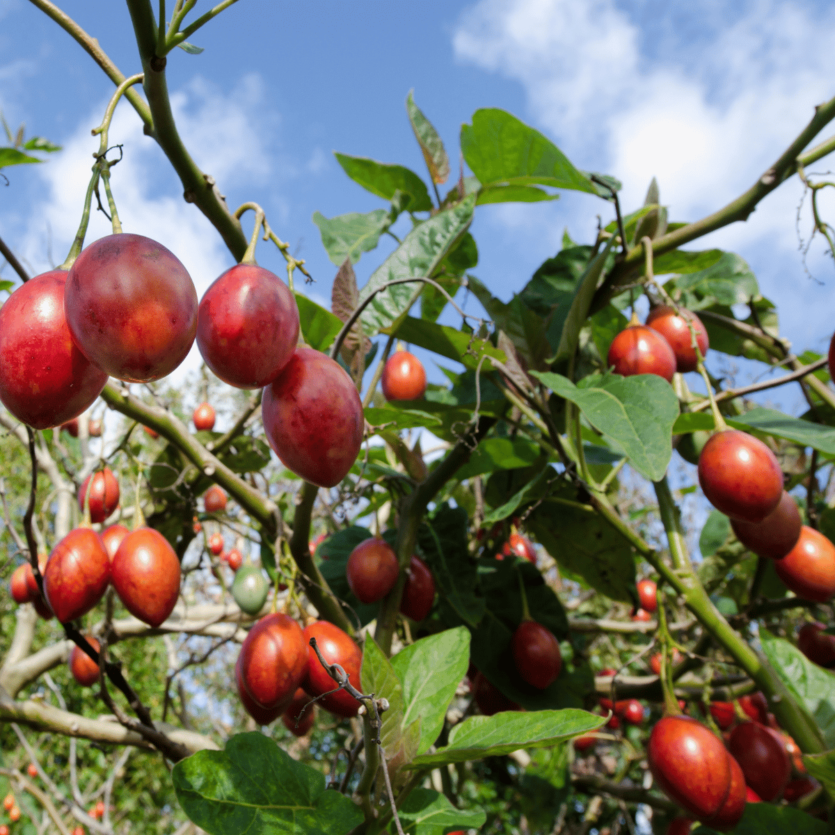 Solanum betaceum ★ TAMARILLO TREE TOMATO