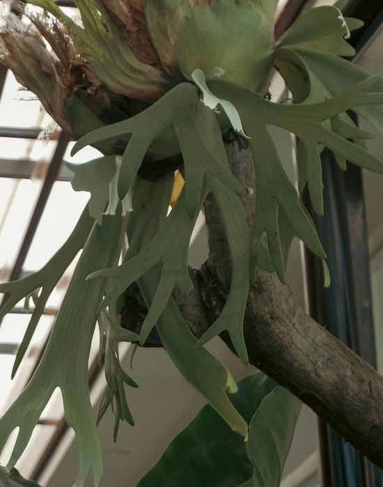 Platycerium bifurcatum ★ STAGHORN FERN