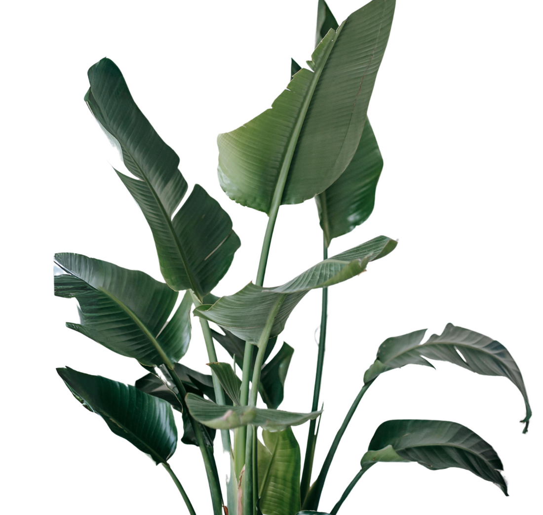 Strelitzia nicolai ★ GIANT BIRD OF PARADISE