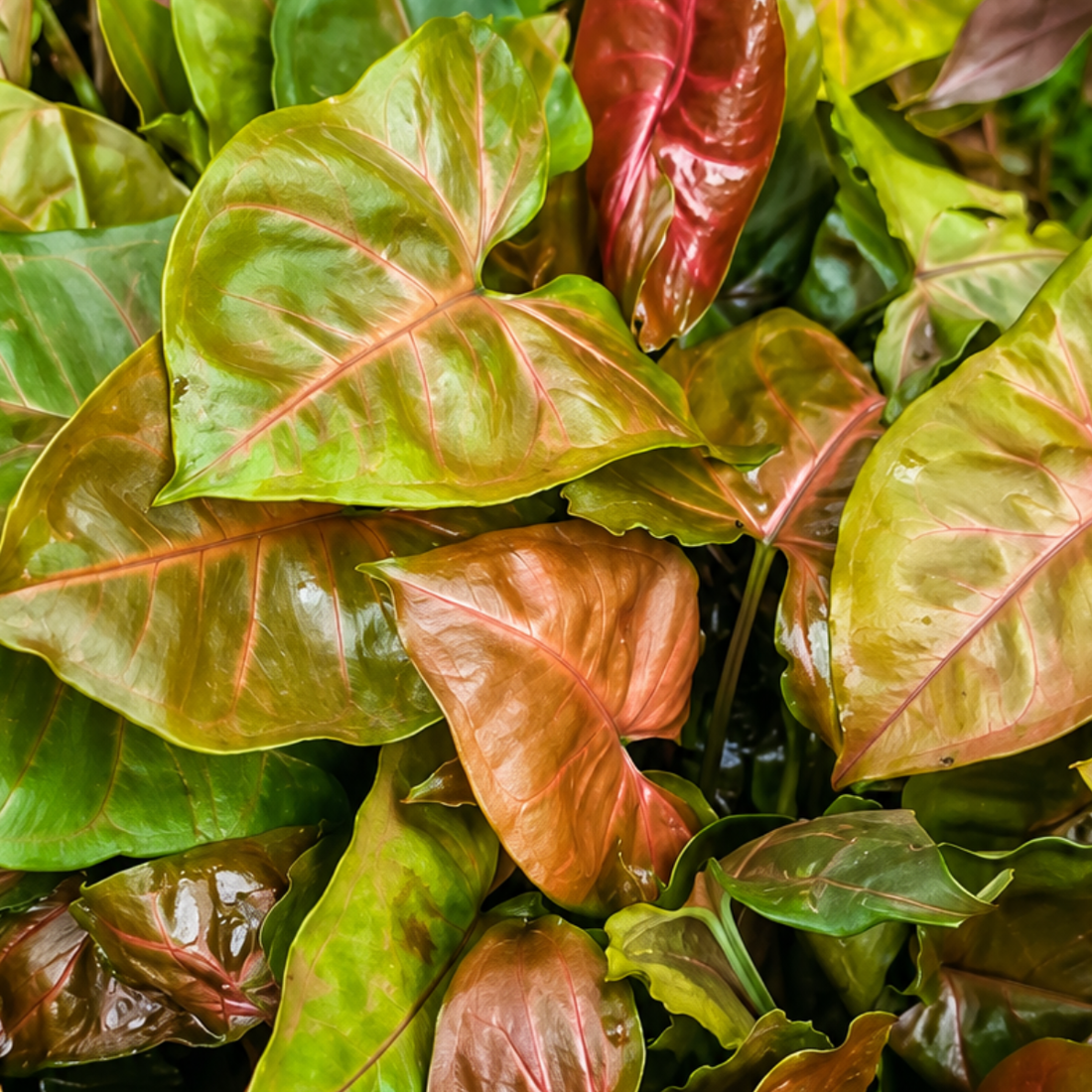 Syngonium podophyllum &
