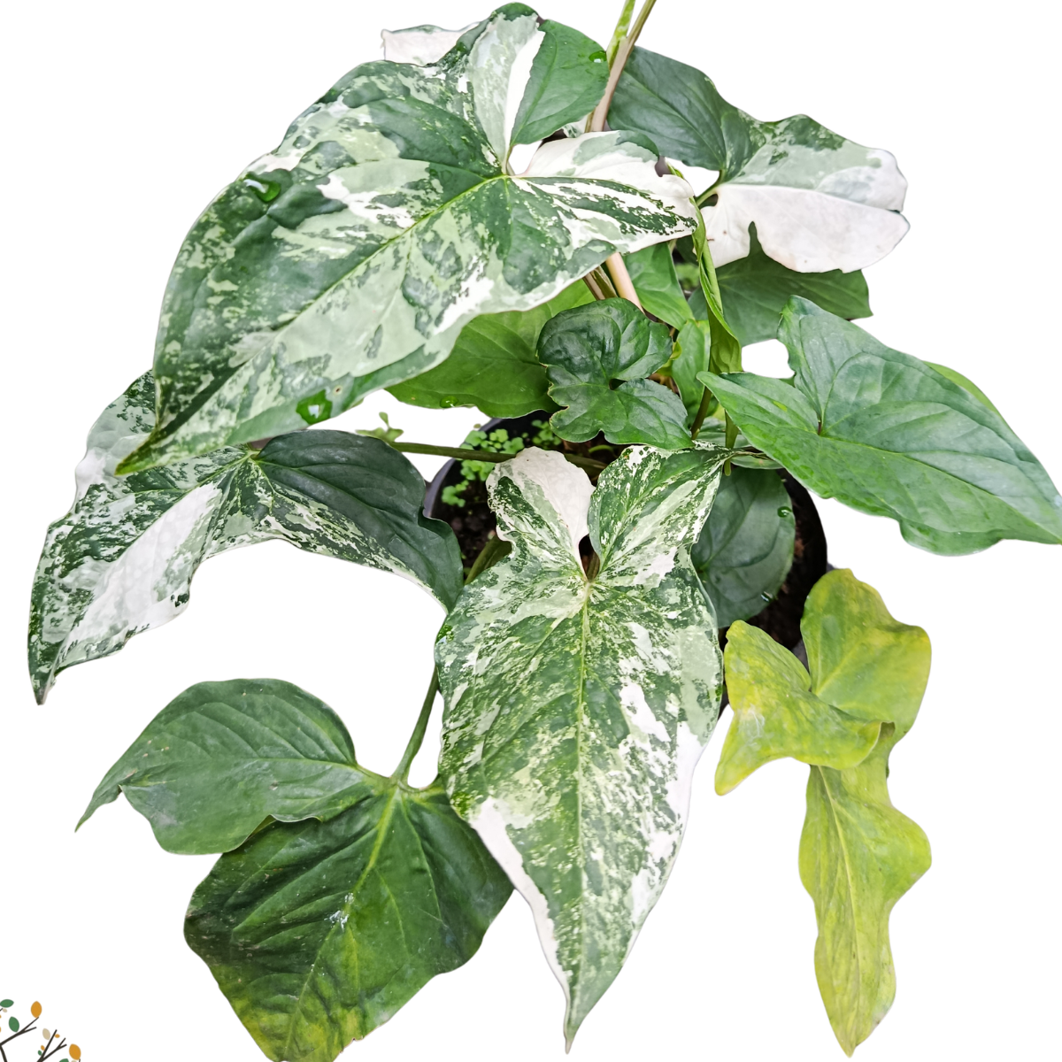 Syngonium podophyllum variegata ★ SYNGONIUM ALBO