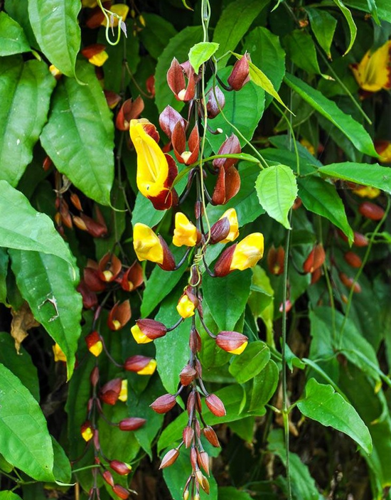 Thunbergia mysorensis ★ LADY SLIPPER VINE
