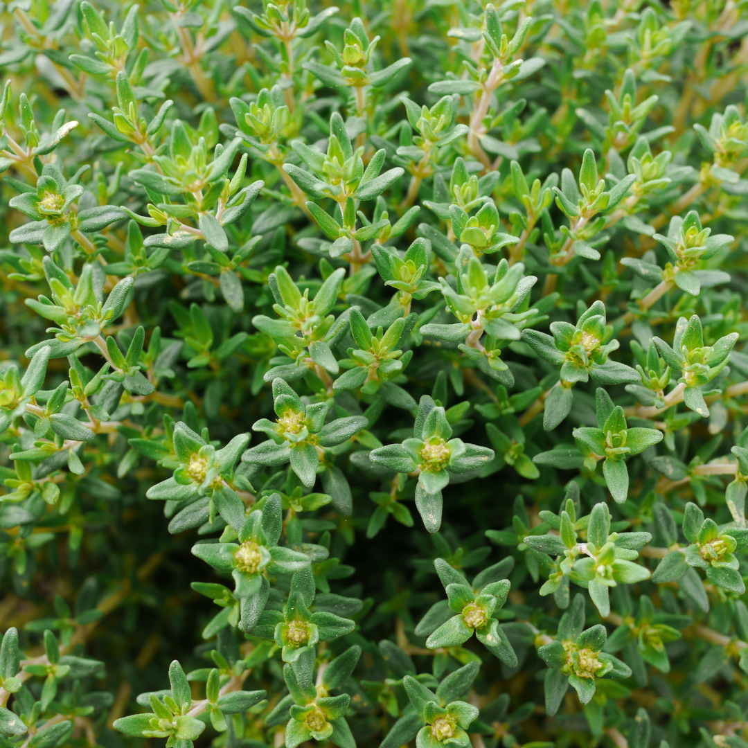Thymus vulgaris ★ Thyme