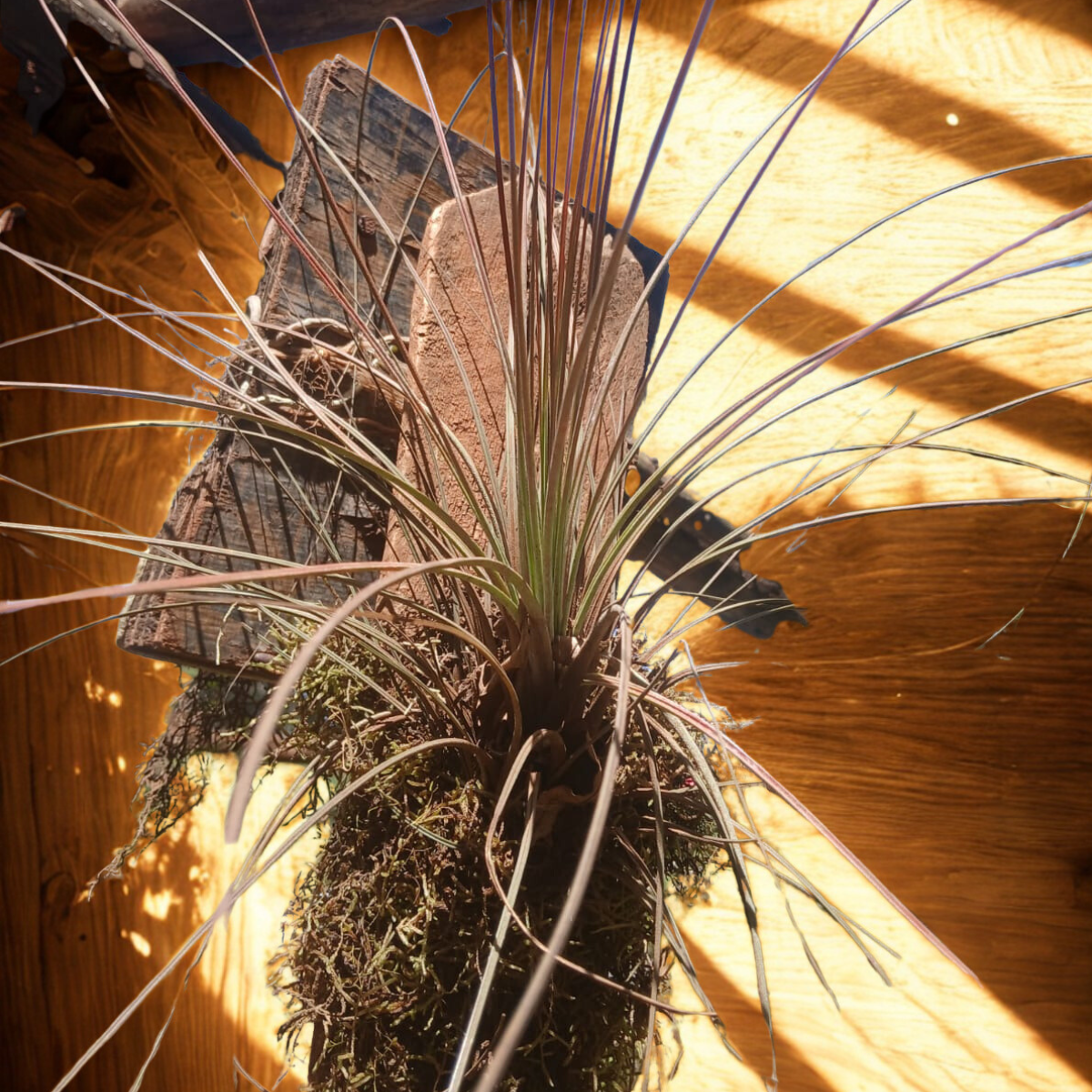 Tillandsia sp. ★ AIR PLANT