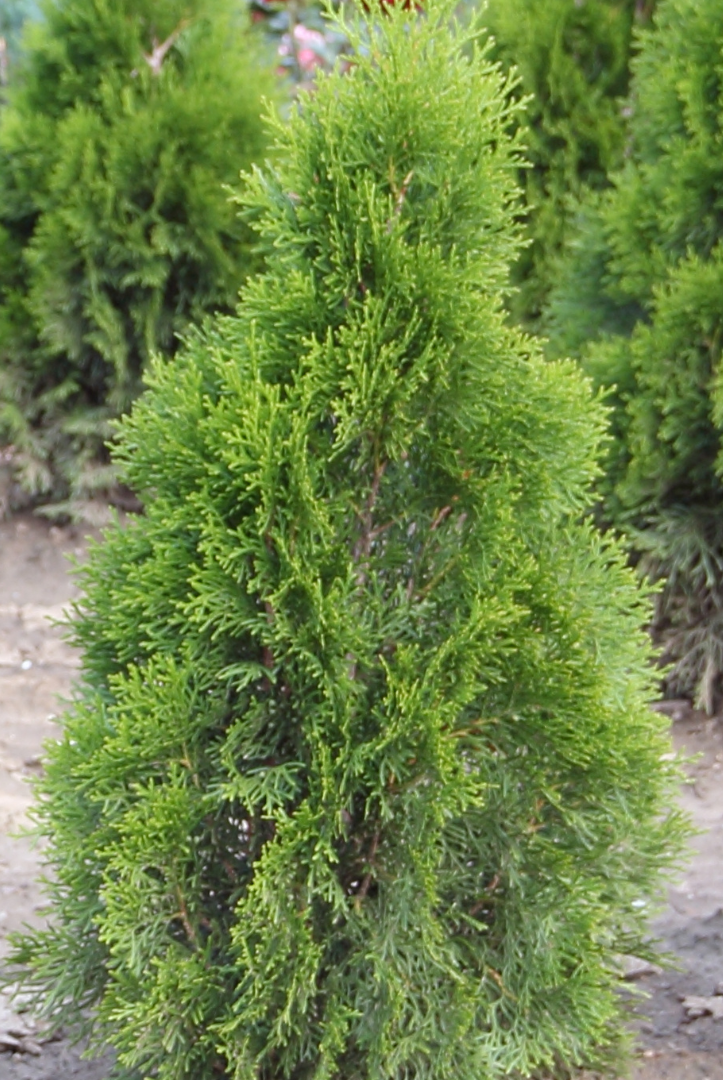 Thuja occidentalis ★ THUJA