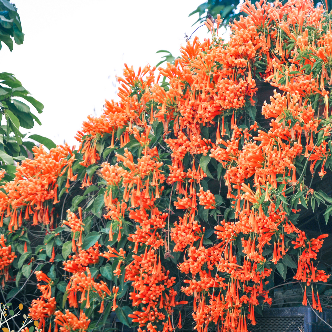 Pyrostegia venusta ★ ORANGE TRUMPET VINE