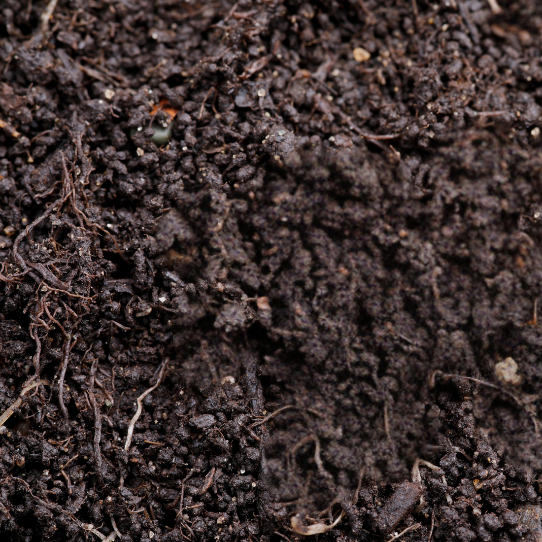 Vermicompost