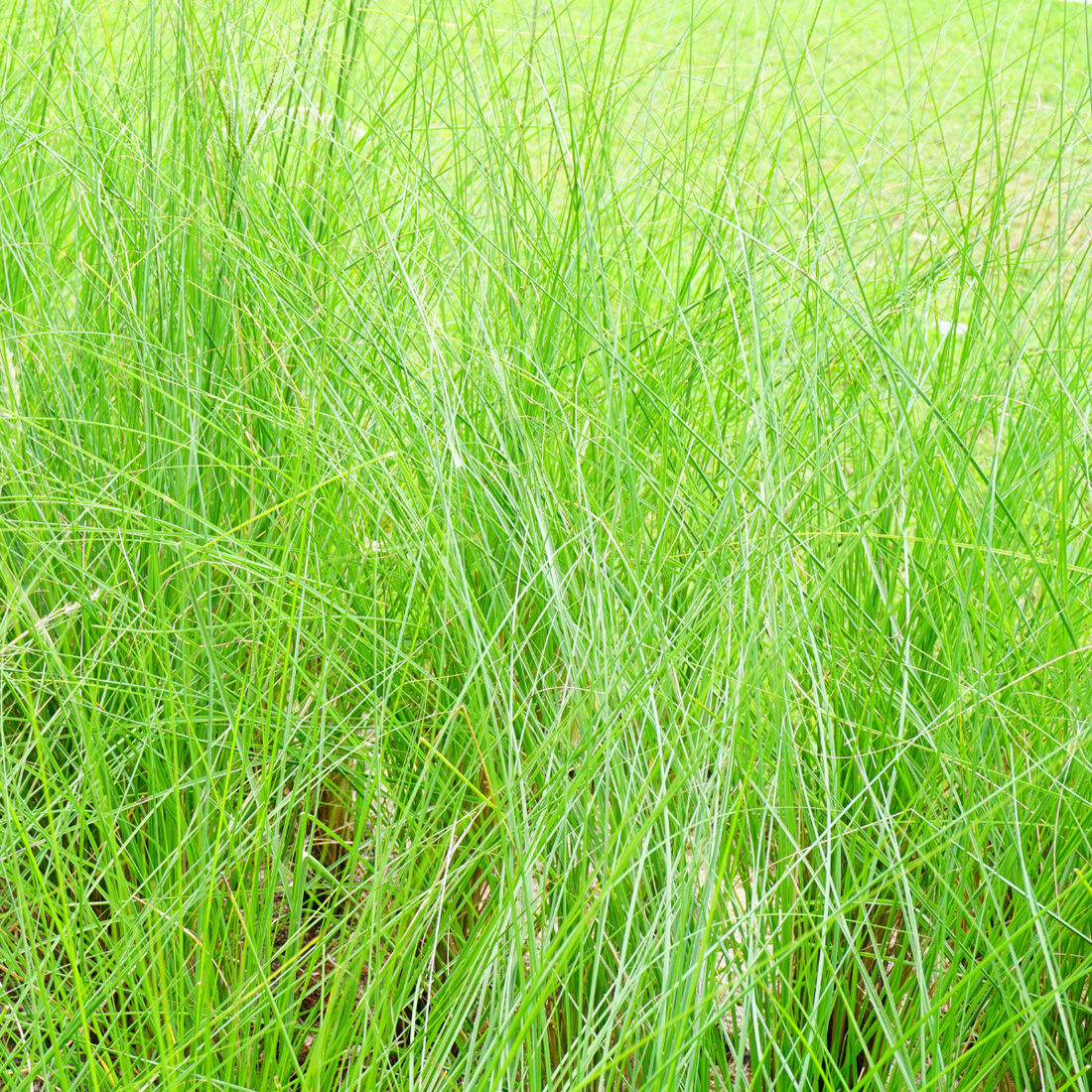 Chrysopogon zizanioides ★ VETIVER GRASS
