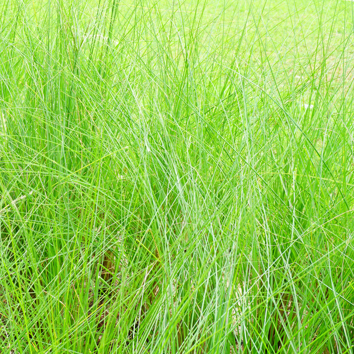 Chrysopogon zizanioides ★ VETIVER GRASS