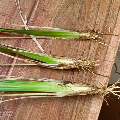 Chrysopogon zizanioides ★ VETIVER GRASS