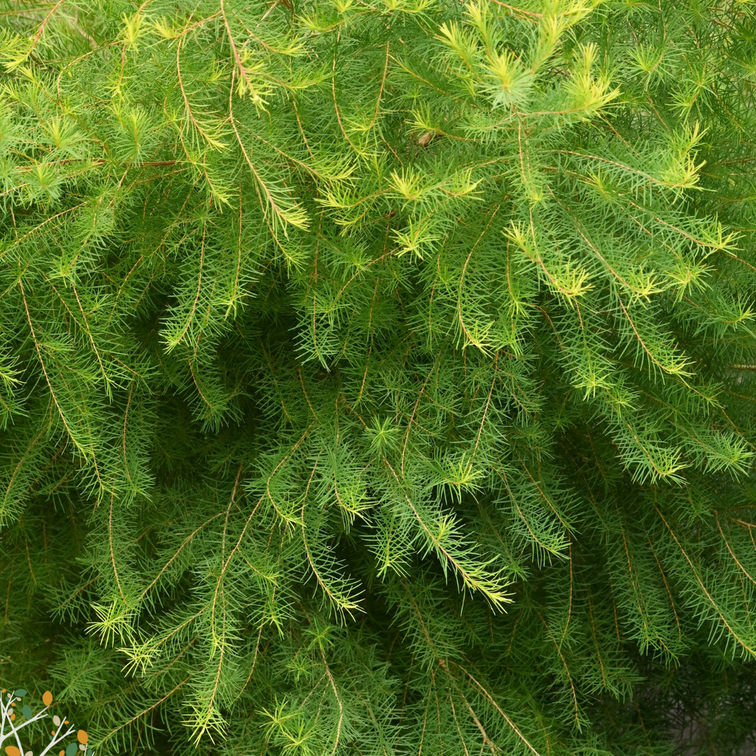 Melaleuca armillaris ★ WHITE BOTTLE BRUSH