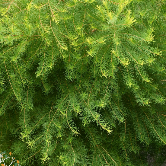 Melaleuca armillaris ★ WHITE BOTTLE BRUSH