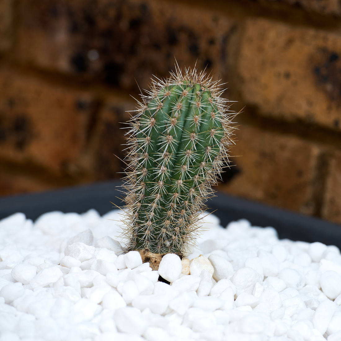 White Decorative Gravel