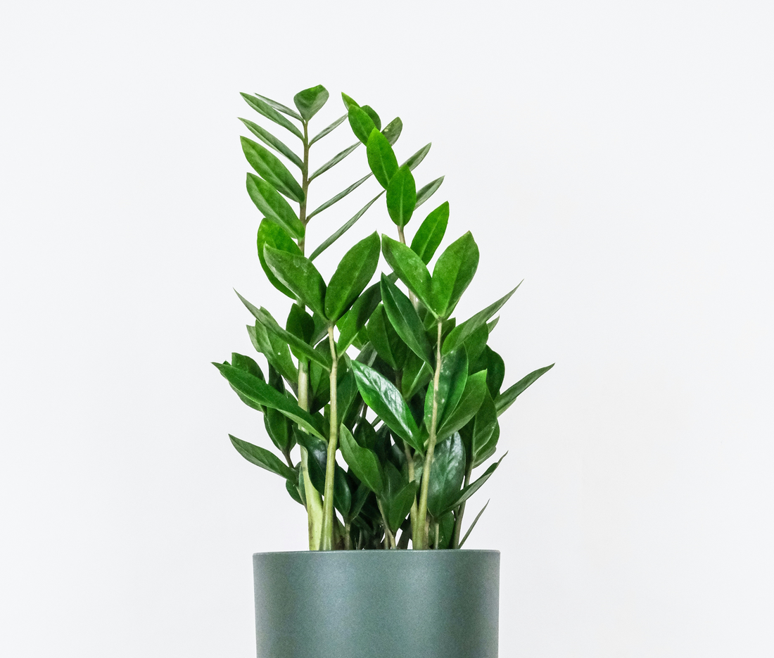 Zamioculcas zamiifolia ★ ZZ PLANT