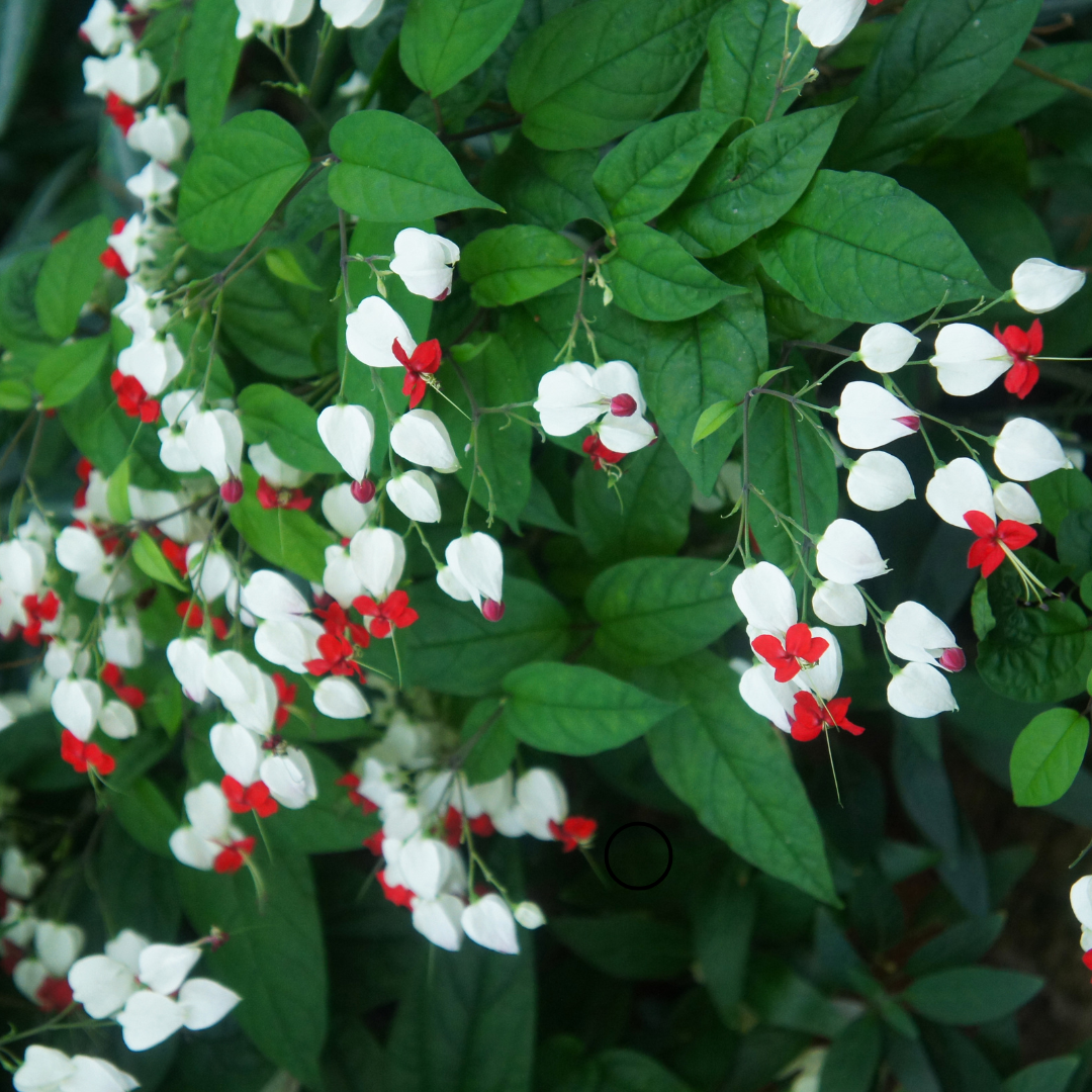 Clerodendrum thomsoniae ★ BLEEDING HEART