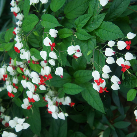 Clerodendrum thomsoniae ★ BLEEDING HEART