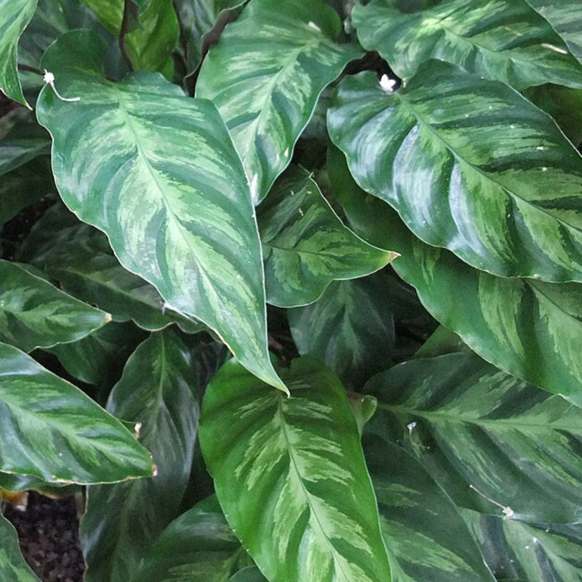 Goeppertia louisae ★ PRAYER PLANT