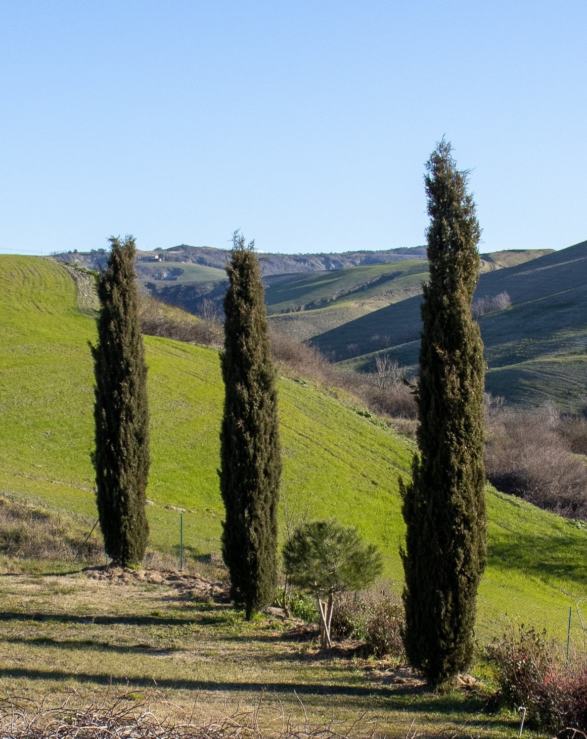 Cupressus sempervirens ★ ITALIAN CYPRESS