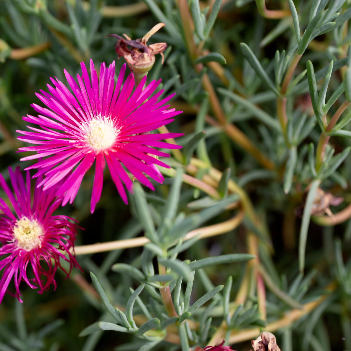 Lampranthus multiradiatus ★ CREEPING ICE PLANT