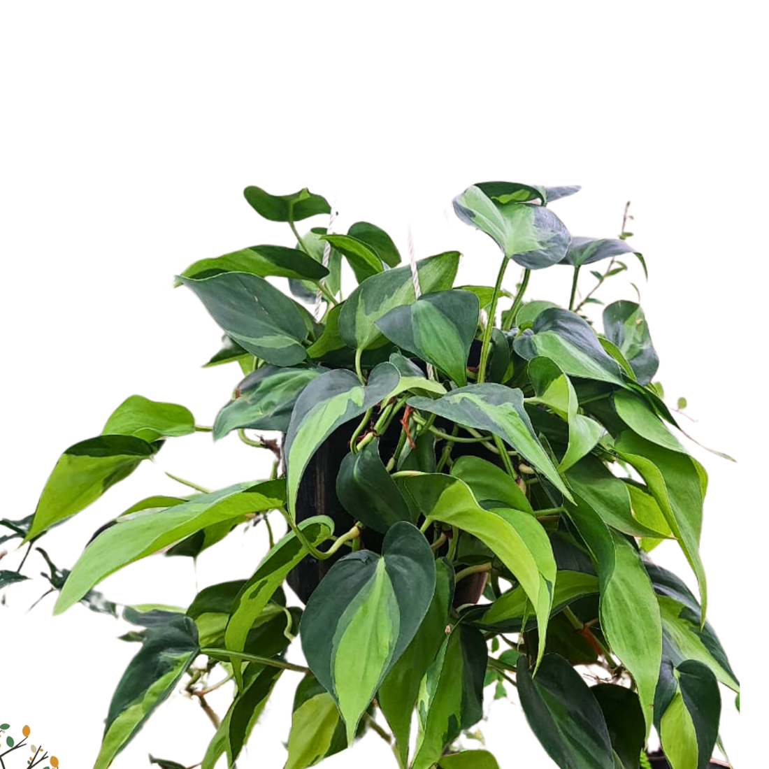 Philodendron hederaceum &