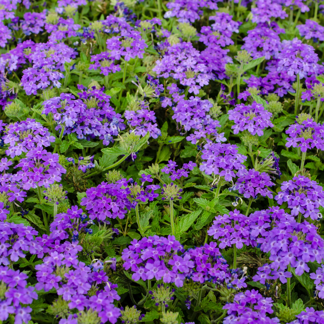 Verbena tenera ★ VERBENA